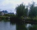 興義中央濕地公園的垂柳太迷人